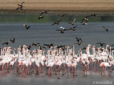 Groupe de flamants roses