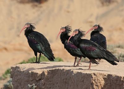 Ibis chauve Barca de vejer