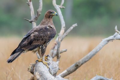 © Antoine Joris - Jeune Aigle de Bonelli Jeune Aigle de Bonelli