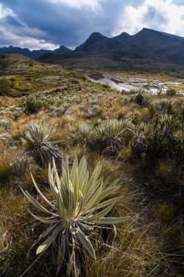 Bogota - PNN Chingaza