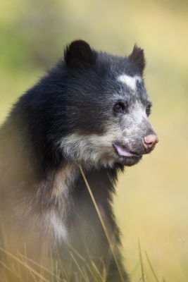 JOURS 3, 4, 5 - IMMERSION DANS LE PARAMO