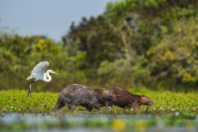 JOURS 6 à 9 - IMMERSION DANS LES LLANOS, étape 1
