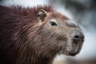 JOUR 13 – Vol Yopal > Bogota. Tour de la capitale et vol Bogota > Paris