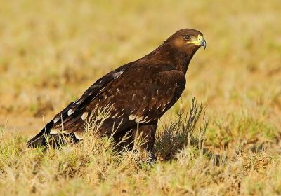 © Aurélien Audevard - Aigle criard Aigle criard
