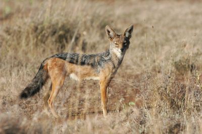 © Laurent Cocherel - Kenya Kenya