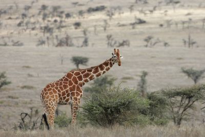 © Laurent Cocherel - Kenya Kenya