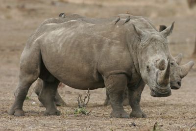 © Laurent Cocherel - Kenya Kenya