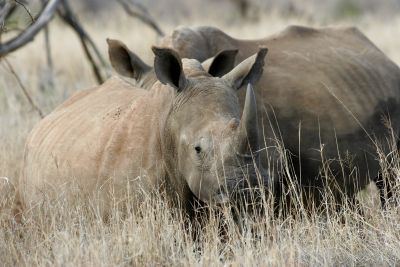 © Laurent Cocherel - Kenya Kenya