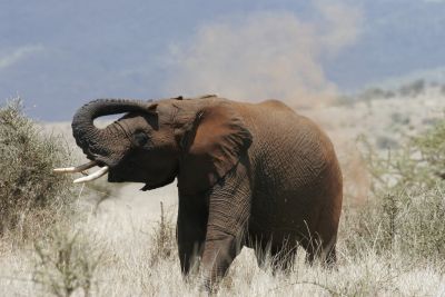 © Laurent Cocherel - Kenya Kenya