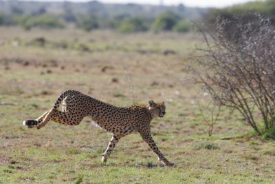 © Laurent Cocherel - Kenya Kenya