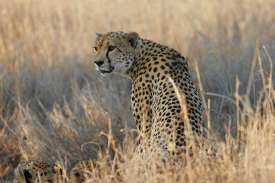 © Laurent Cocherel - Kenya Kenya