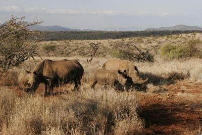 © Laurent Cocherel - Kenya Kenya