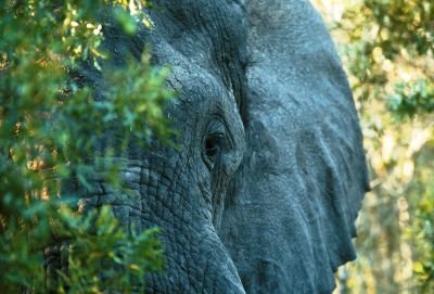 © Laurent Cocherel - Kenya Kenya