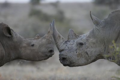 © Laurent Cocherel - Kenya Kenya