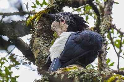 Jour 4 ~ Samburu et Mont Kenya