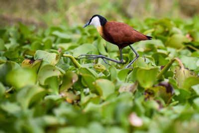 Jacana à poitrine dorée.