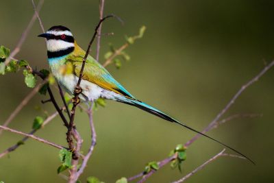 Jours 6 et 7 ~ Lacs Baringo et Bogoria