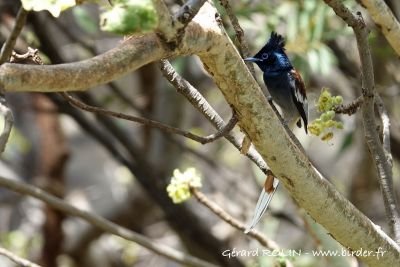 Tchitrec d'Afrique Kenya