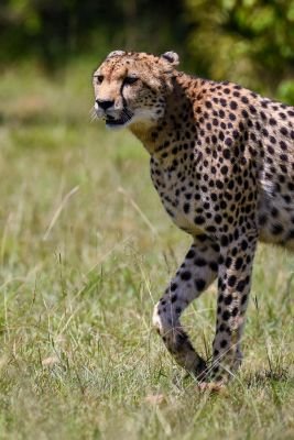 Jours 9 & 10 : Réserve Nationale de Maasaï Mara.