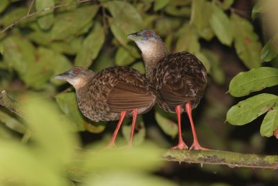 Râles à pieds rouges