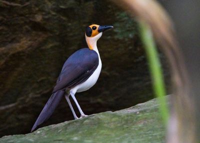 Picatharte de Guinée