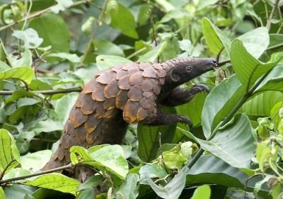 Pangolin à longue queue