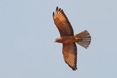 Busautour des sauterelles