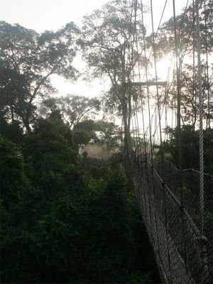 Passerelle canopée de Kakum