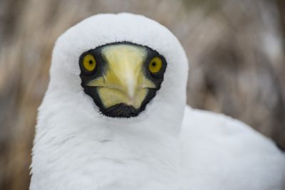 © Sylvain Lefebvre - Equateur Equateur