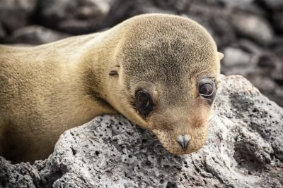 © Sylvain Lefebvre - Equateur Equateur