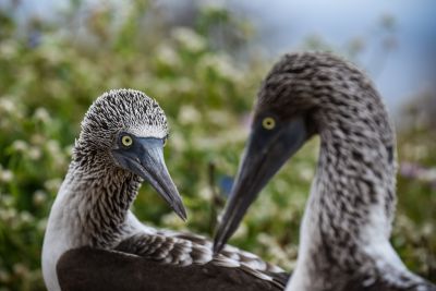 © Sylvain Lefebvre - Equateur Equateur