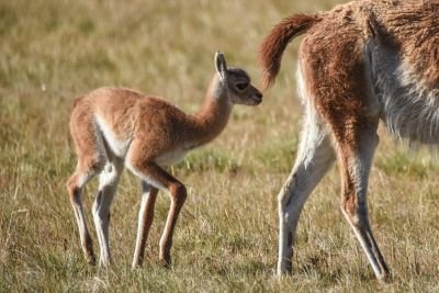 © Sylvain Lefebvre - Patagonie Patagonie