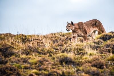 © Sylvain Lefebvre - Patagonie Patagonie