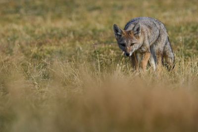 © Sylvain Lefebvre - Patagonie Patagonie