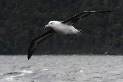 © Sylvain Lefebvre - Patagonnie Patagonnie