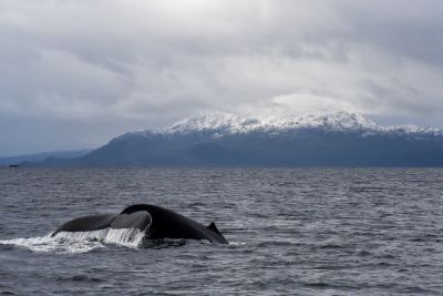 © Sylvain Lefebvre - Patagonie Patagonie