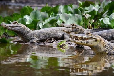 Caimans