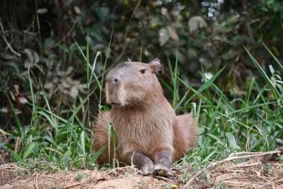 Capybara