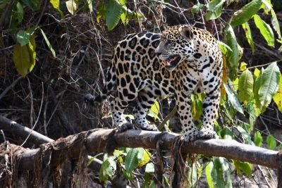 Jaguar