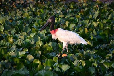 Jabiru