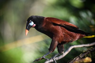 © Sylvain Lefebvre - Costa Rica Costa Rica