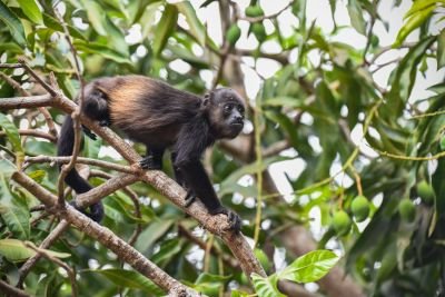 © Sylvain Lefebvre - Costa Rica Costa Rica