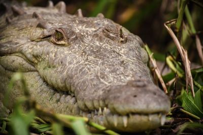 © Sylvain Lefebvre - Costa Rica Costa Rica