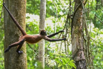 © Sylvain Lefebvre - Costa Rica Costa Rica