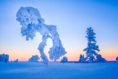 © Nicolas FRAGIACOMO - Arbre candélabre en Laponie lors d'un atelier photo Arbre candélabre en Laponie lors d'un atelier photo