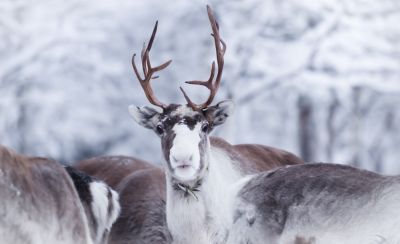 Rennes © Emmanuel Berthier