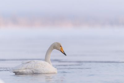 Cygne