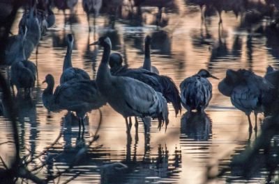 © Manu Obry - Grue cendrée Grue cendrée