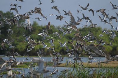 © Julien Gonin - Réserve ornithologique du Teich, groupe de limicoles et de mouettes rieuses Réserve ornithologique du Teich, groupe de limicoles et de mouettes rieuses