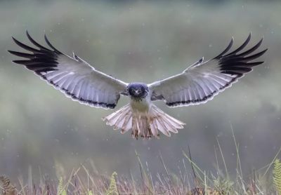 Busard de Madagascar